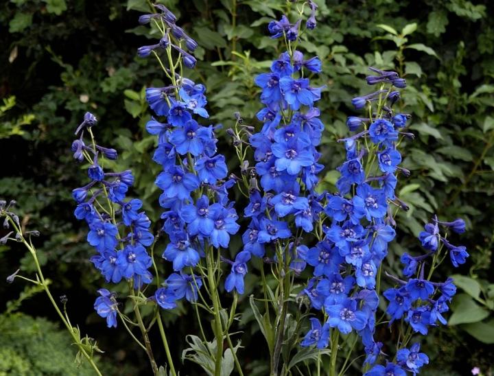 Beautiful Blue Flowers in the world